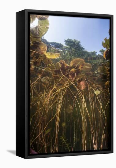 Young Lily Pads Grow to the Surface Along the Edge of a Freshwater Lake-Stocktrek Images-Framed Stretched Canvas