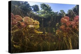 Young Lily Pads Grow to the Surface Along the Edge of a Freshwater Lake-Stocktrek Images-Stretched Canvas
