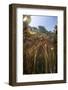 Young Lily Pads Grow to the Surface Along the Edge of a Freshwater Lake-Stocktrek Images-Framed Photographic Print