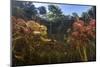 Young Lily Pads Grow to the Surface Along the Edge of a Freshwater Lake-Stocktrek Images-Mounted Photographic Print