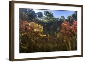 Young Lily Pads Grow to the Surface Along the Edge of a Freshwater Lake-Stocktrek Images-Framed Photographic Print