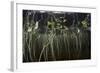 Young Lily Pads Grow to the Surface Along the Edge of a Freshwater Lake-Stocktrek Images-Framed Photographic Print