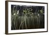 Young Lily Pads Grow to the Surface Along the Edge of a Freshwater Lake-Stocktrek Images-Framed Photographic Print