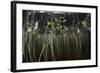 Young Lily Pads Grow to the Surface Along the Edge of a Freshwater Lake-Stocktrek Images-Framed Photographic Print