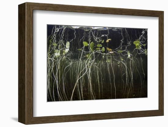 Young Lily Pads Grow to the Surface Along the Edge of a Freshwater Lake-Stocktrek Images-Framed Photographic Print