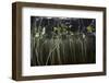 Young Lily Pads Grow to the Surface Along the Edge of a Freshwater Lake-Stocktrek Images-Framed Photographic Print