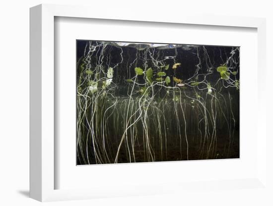 Young Lily Pads Grow to the Surface Along the Edge of a Freshwater Lake-Stocktrek Images-Framed Photographic Print