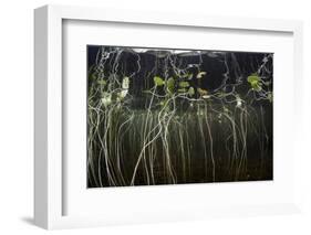 Young Lily Pads Grow to the Surface Along the Edge of a Freshwater Lake-Stocktrek Images-Framed Photographic Print