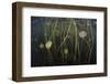 Young Lily Pads Grow to the Surface Along the Edge of a Freshwater Lake-Stocktrek Images-Framed Photographic Print