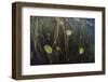 Young Lily Pads Grow to the Surface Along the Edge of a Freshwater Lake-Stocktrek Images-Framed Photographic Print