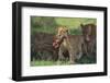 Young Lion Carrying Warthog Head-DLILLC-Framed Photographic Print