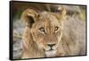 Young Lion cub (Panthera leo), about 6 months old, Khwai Private Reserve, Okavango Delta, Botswana-Gary Cook-Framed Stretched Canvas