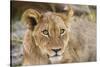 Young Lion cub (Panthera leo), about 6 months old, Khwai Private Reserve, Okavango Delta, Botswana-Gary Cook-Stretched Canvas