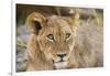 Young Lion cub (Panthera leo), about 6 months old, Khwai Private Reserve, Okavango Delta, Botswana-Gary Cook-Framed Photographic Print