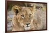 Young Lion cub (Panthera leo), about 6 months old, Khwai Private Reserve, Okavango Delta, Botswana-Gary Cook-Framed Photographic Print