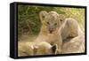 Young Lion Cub-Michele Westmorland-Framed Stretched Canvas