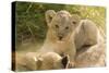 Young Lion Cub-Michele Westmorland-Stretched Canvas