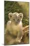 Young Lion Cub-Michele Westmorland-Mounted Photographic Print