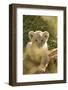 Young Lion Cub-Michele Westmorland-Framed Photographic Print