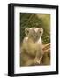 Young Lion Cub-Michele Westmorland-Framed Photographic Print