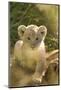 Young Lion Cub-Michele Westmorland-Mounted Photographic Print