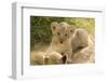 Young Lion Cub-Michele Westmorland-Framed Photographic Print