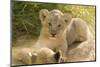 Young Lion Cub-Michele Westmorland-Mounted Photographic Print