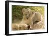 Young Lion Cub-Michele Westmorland-Framed Photographic Print