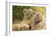 Young Lion Cub-Michele Westmorland-Framed Photographic Print