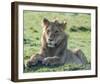 Young Lion Full Bleed-Martin Fowkes-Framed Giclee Print