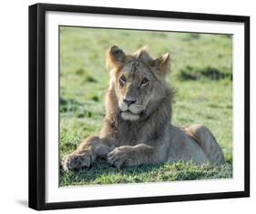 Young Lion Full Bleed-Martin Fowkes-Framed Giclee Print