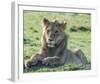 Young Lion Full Bleed-Martin Fowkes-Framed Giclee Print