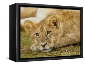 Young Lion in Grass-Arthur Morris-Framed Stretched Canvas