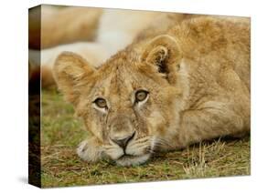 Young Lion in Grass-Arthur Morris-Stretched Canvas