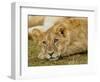 Young Lion in Grass-Arthur Morris-Framed Photographic Print