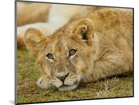 Young Lion in Grass-Arthur Morris-Mounted Photographic Print