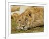 Young Lion in Grass-Arthur Morris-Framed Photographic Print