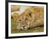 Young Lion in Grass-Arthur Morris-Framed Photographic Print