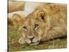 Young Lion in Grass-Arthur Morris-Stretched Canvas