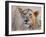 Young Lion in the Grass, 2020, (oil on canvas)-Mark Adlington-Framed Giclee Print