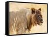 Young lion , Kgalagadi Transfrontier Park, Kalahari, Northern Cape, South Africa, Africa-Christian Kober-Framed Stretched Canvas