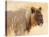 Young lion , Kgalagadi Transfrontier Park, Kalahari, Northern Cape, South Africa, Africa-Christian Kober-Stretched Canvas