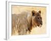 Young lion , Kgalagadi Transfrontier Park, Kalahari, Northern Cape, South Africa, Africa-Christian Kober-Framed Photographic Print