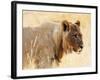 Young lion , Kgalagadi Transfrontier Park, Kalahari, Northern Cape, South Africa, Africa-Christian Kober-Framed Photographic Print