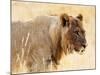 Young lion , Kgalagadi Transfrontier Park, Kalahari, Northern Cape, South Africa, Africa-Christian Kober-Mounted Photographic Print