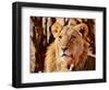 Young Lion, Namibia, 2017-Eric Meyer-Framed Photographic Print