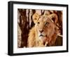 Young Lion, Namibia, 2017-Eric Meyer-Framed Premium Photographic Print