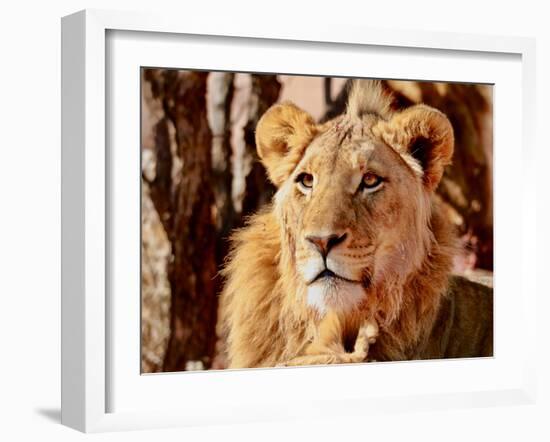 Young Lion, Namibia, 2017-Eric Meyer-Framed Premium Photographic Print