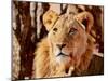 Young Lion, Namibia, 2017-Eric Meyer-Mounted Premium Photographic Print