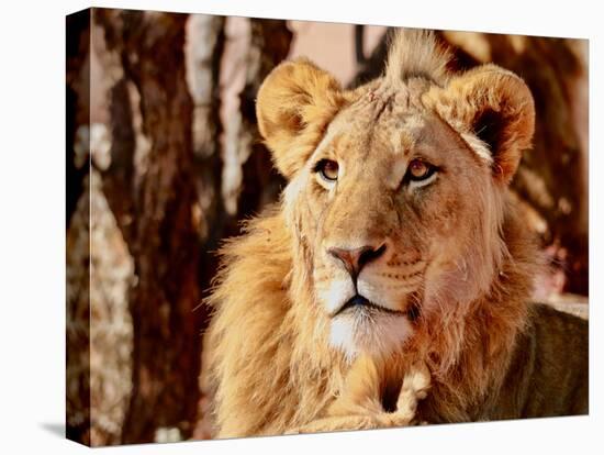 Young Lion, Namibia, 2017-Eric Meyer-Stretched Canvas